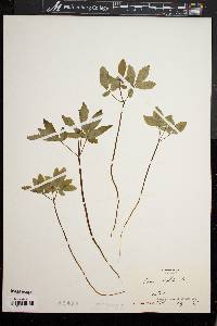 Panax trifolium image