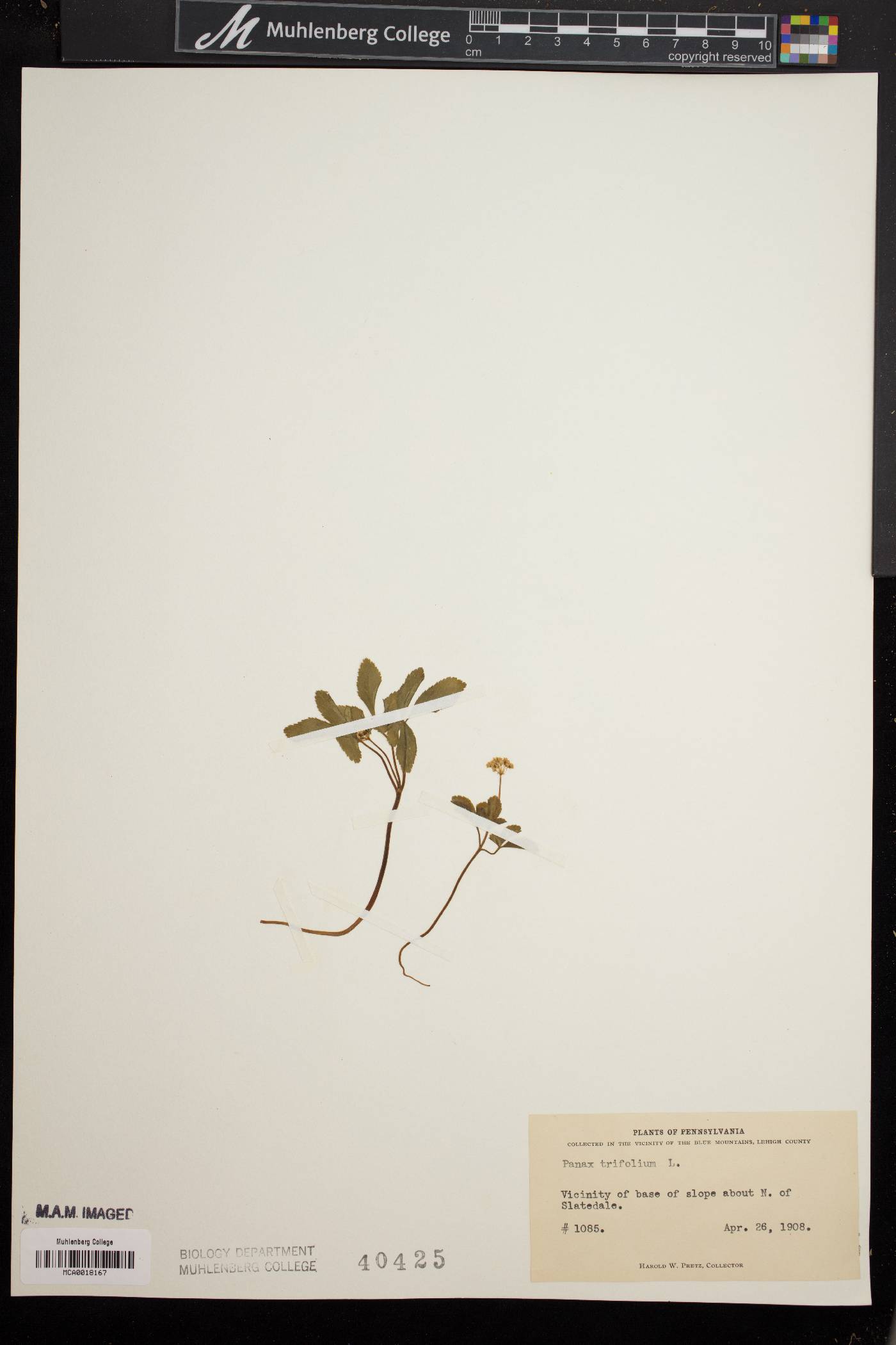 Panax trifolium image