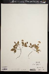 Panax trifolium image