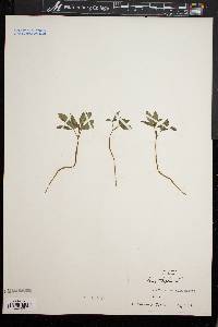 Panax trifolium image