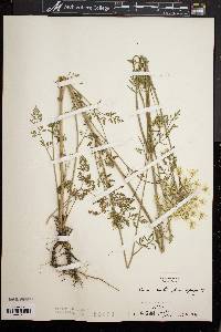 Daucus carota f. epurpuratus image