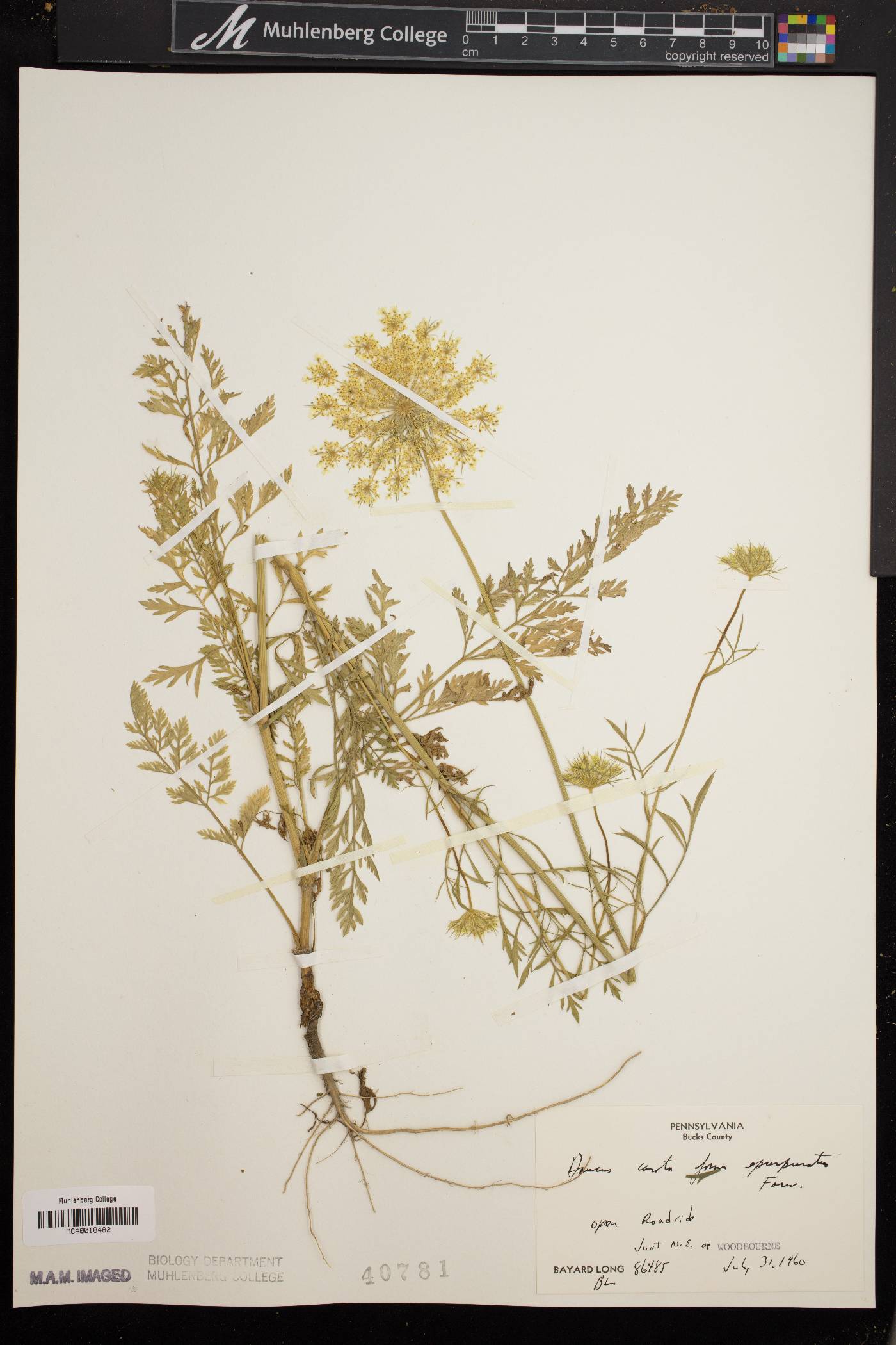 Daucus carota f. epurpuratus image