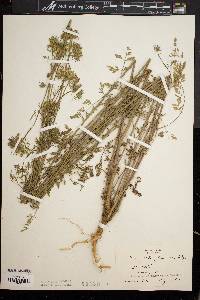Daucus carota f. roseus image