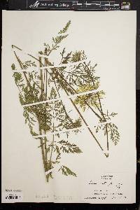 Daucus carota f. roseus image