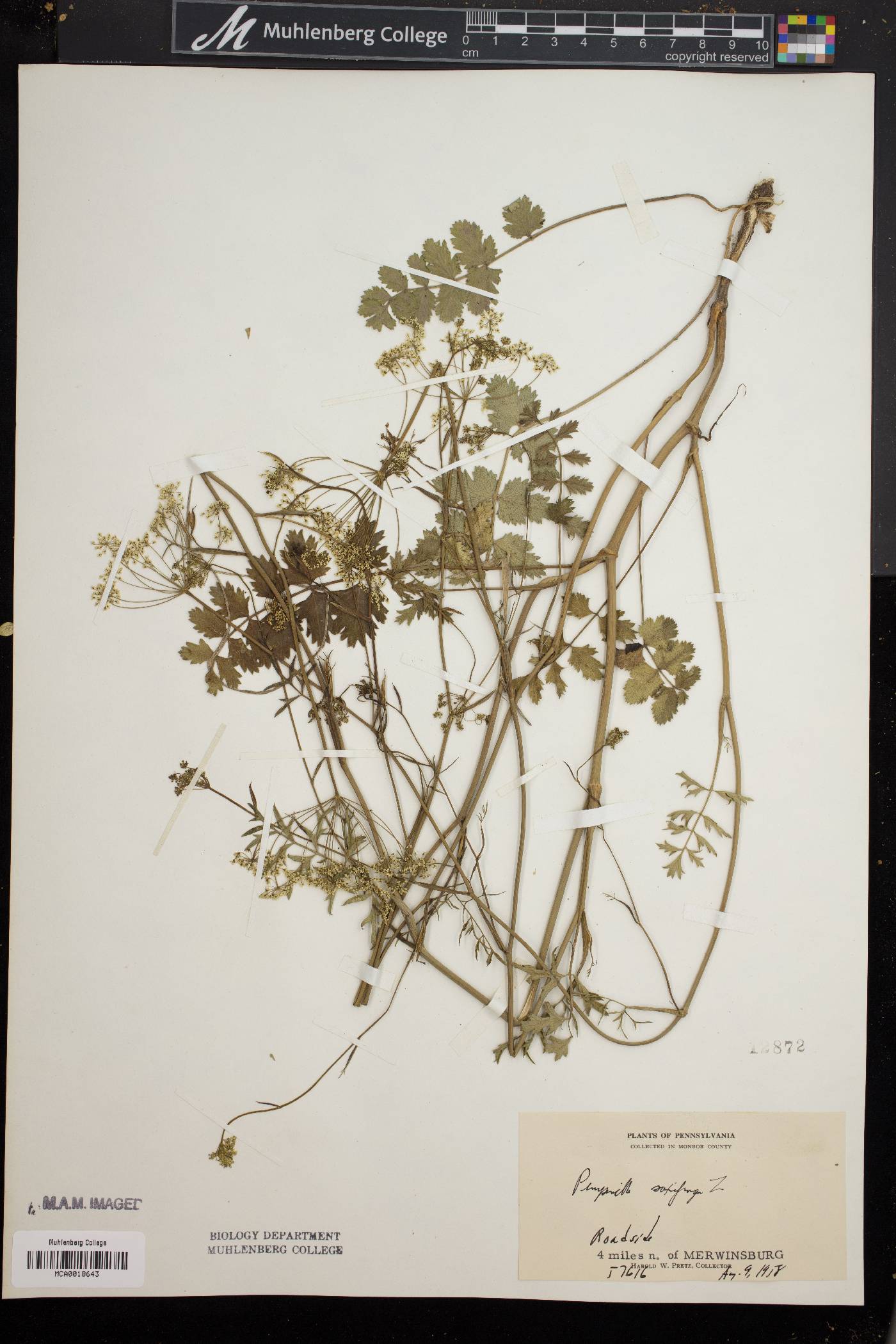 Pimpinella saxifraga image