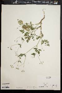 Torilis japonica image