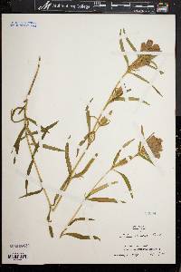 Gentiana linearis image