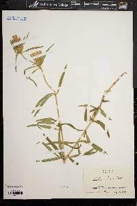 Gentiana linearis image