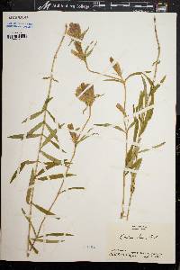 Gentiana linearis image