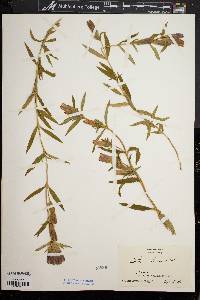 Gentiana linearis image