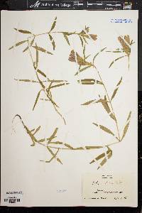 Gentiana linearis image