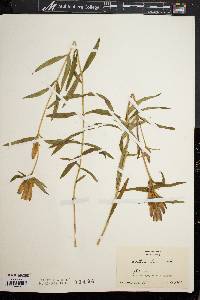 Gentiana linearis image