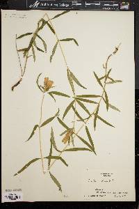 Gentiana linearis image