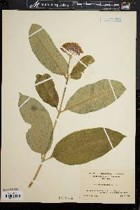 Asclepias purpurascens image