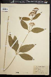 Asclepias quadrifolia image