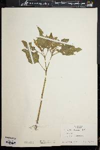 Datura stramonium image