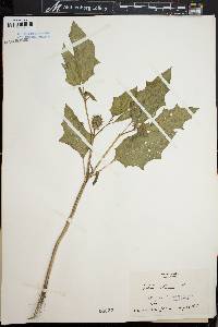 Datura stramonium image