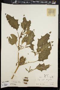 Datura stramonium image