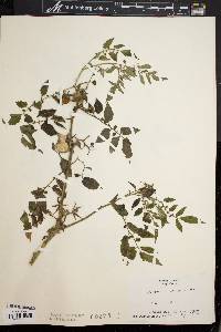 Solanum lycopersicum image