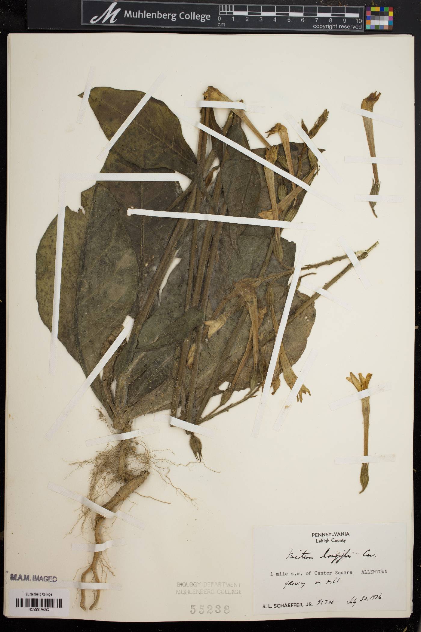 Nicotiana alata image