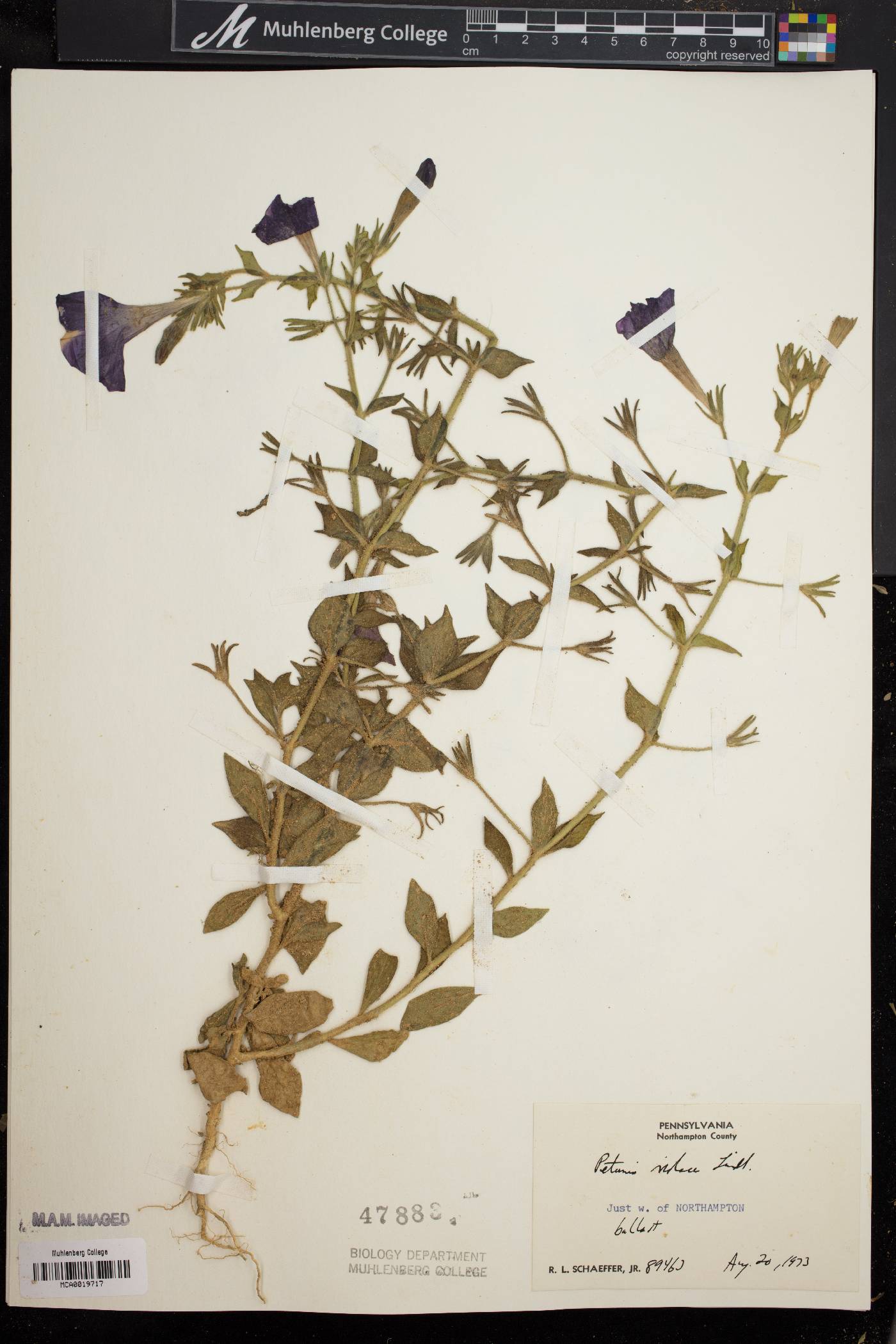Petunia integrifolia image