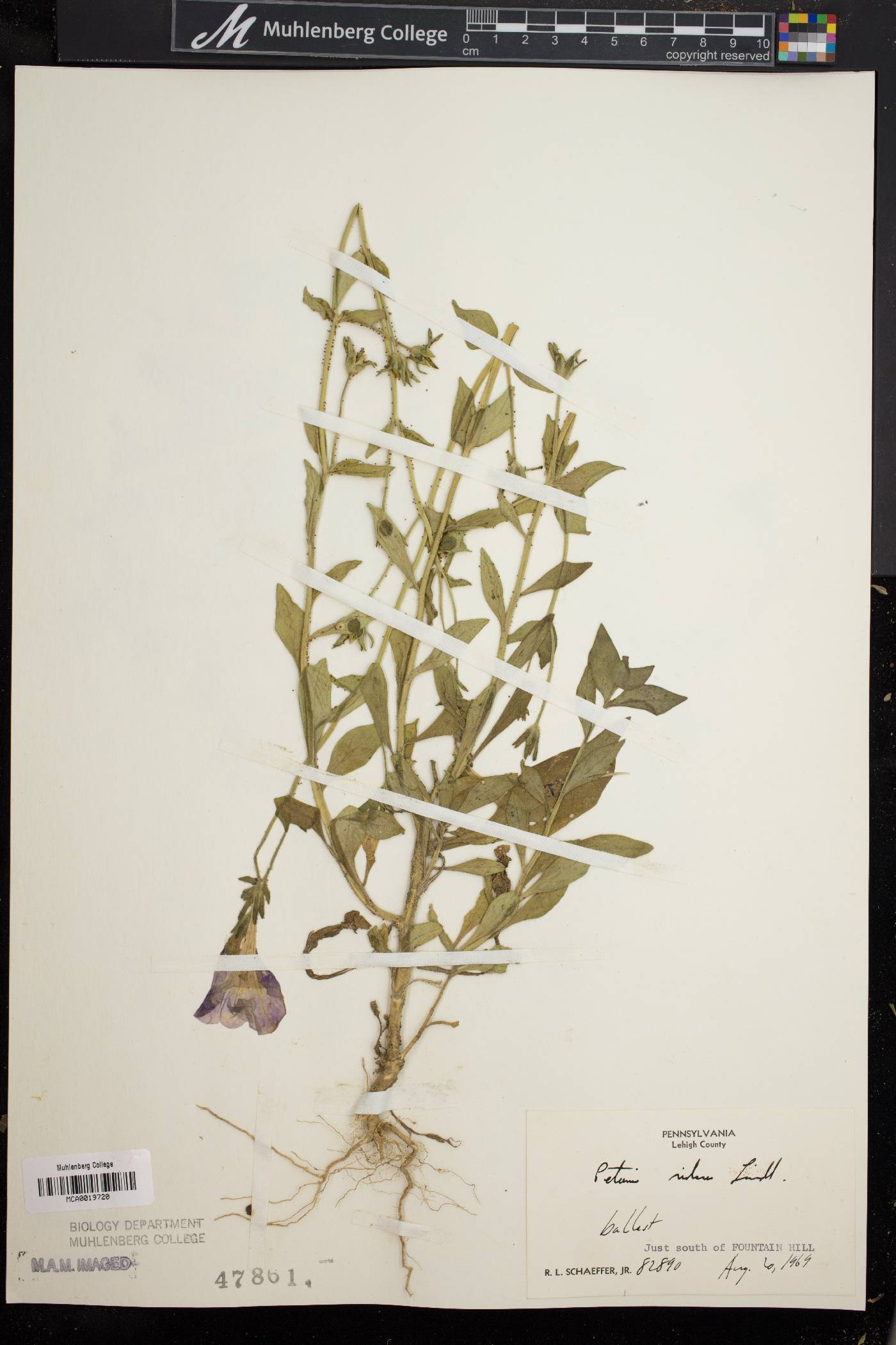 Petunia integrifolia image