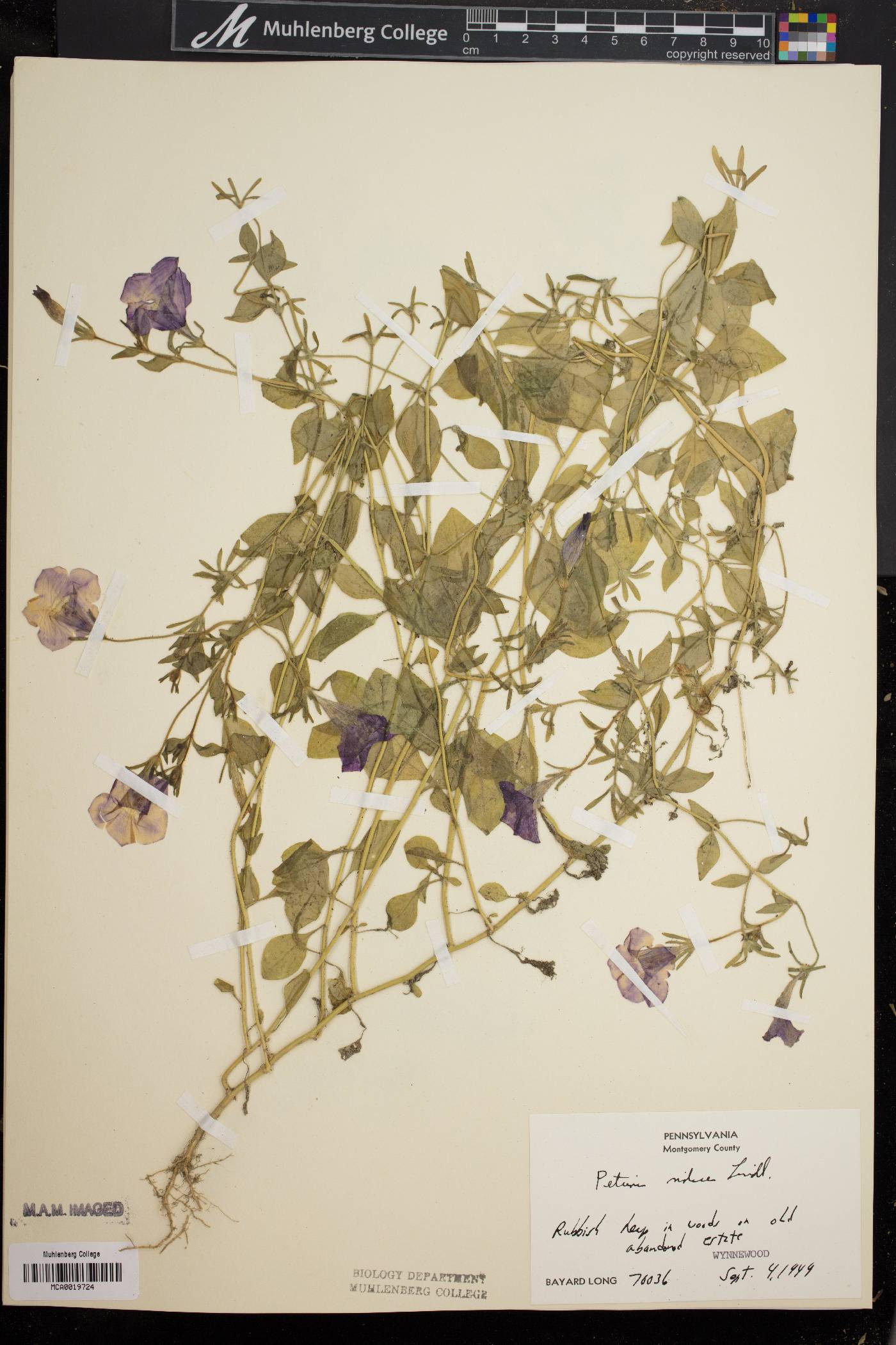 Petunia integrifolia image