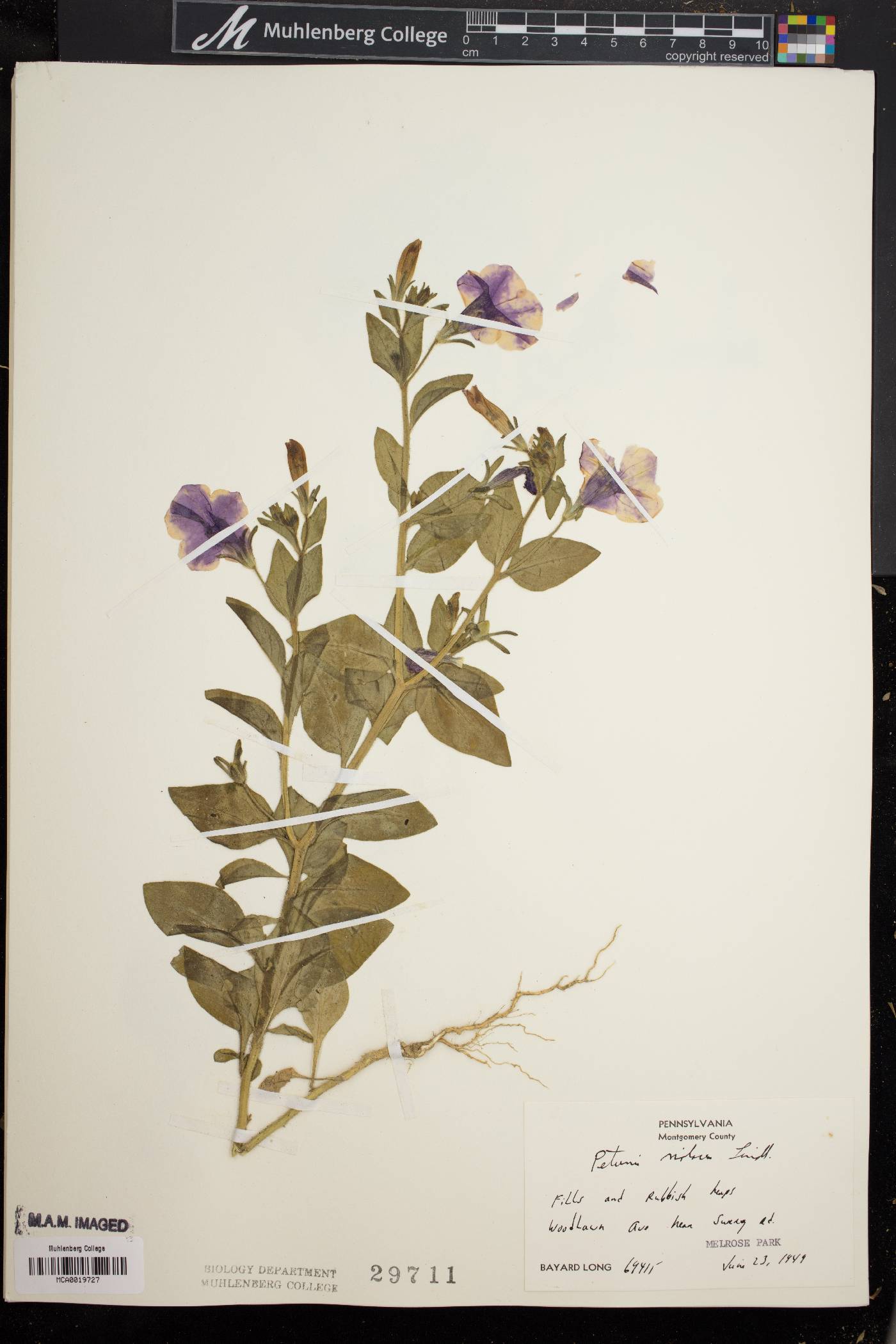 Petunia integrifolia image