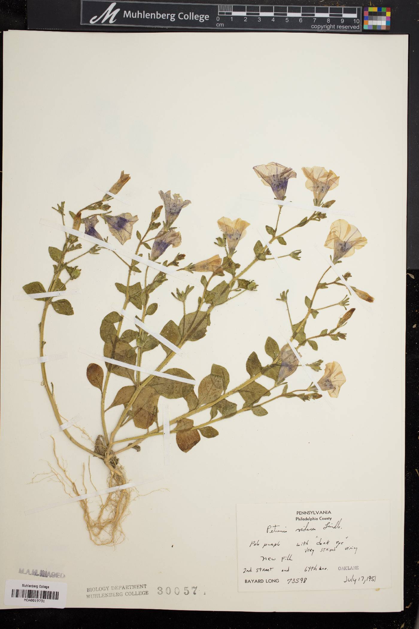 Petunia integrifolia image