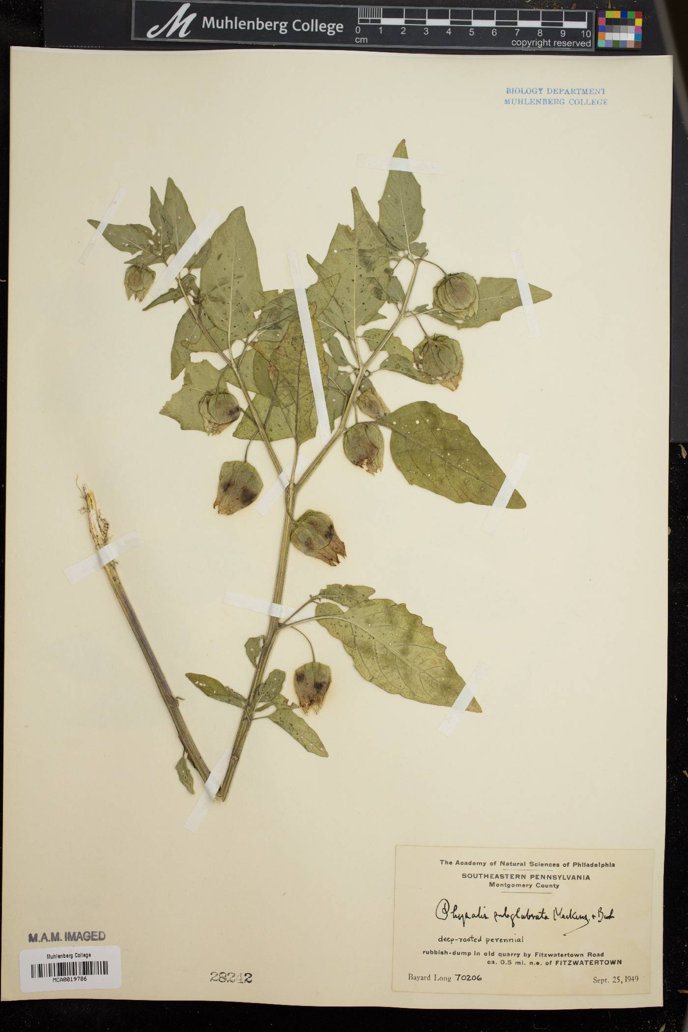 Physalis subglabrata image