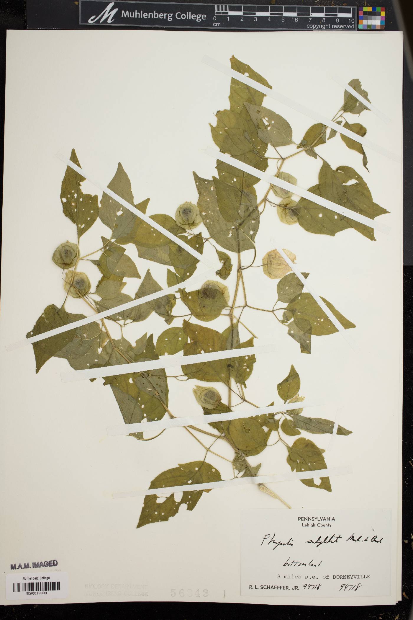 Physalis subglabrata image