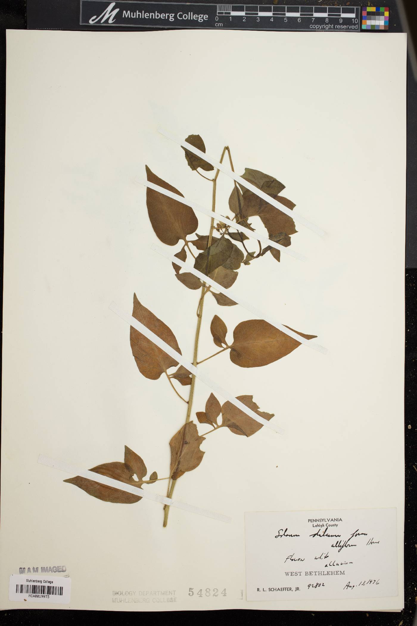 Solanum dulcamara f. albiflorum image