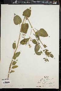 Solanum dulcamara f. albiflorum image