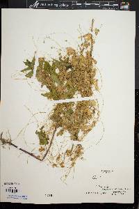 Cuscuta campestris image