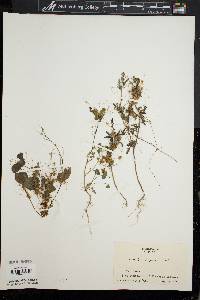 Cuscuta compacta image