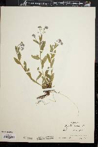 Myosotis arvensis image