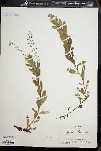 Myosotis laxa image