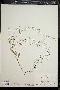 Myosotis laxa image