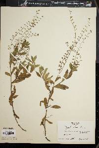 Myosotis laxa image