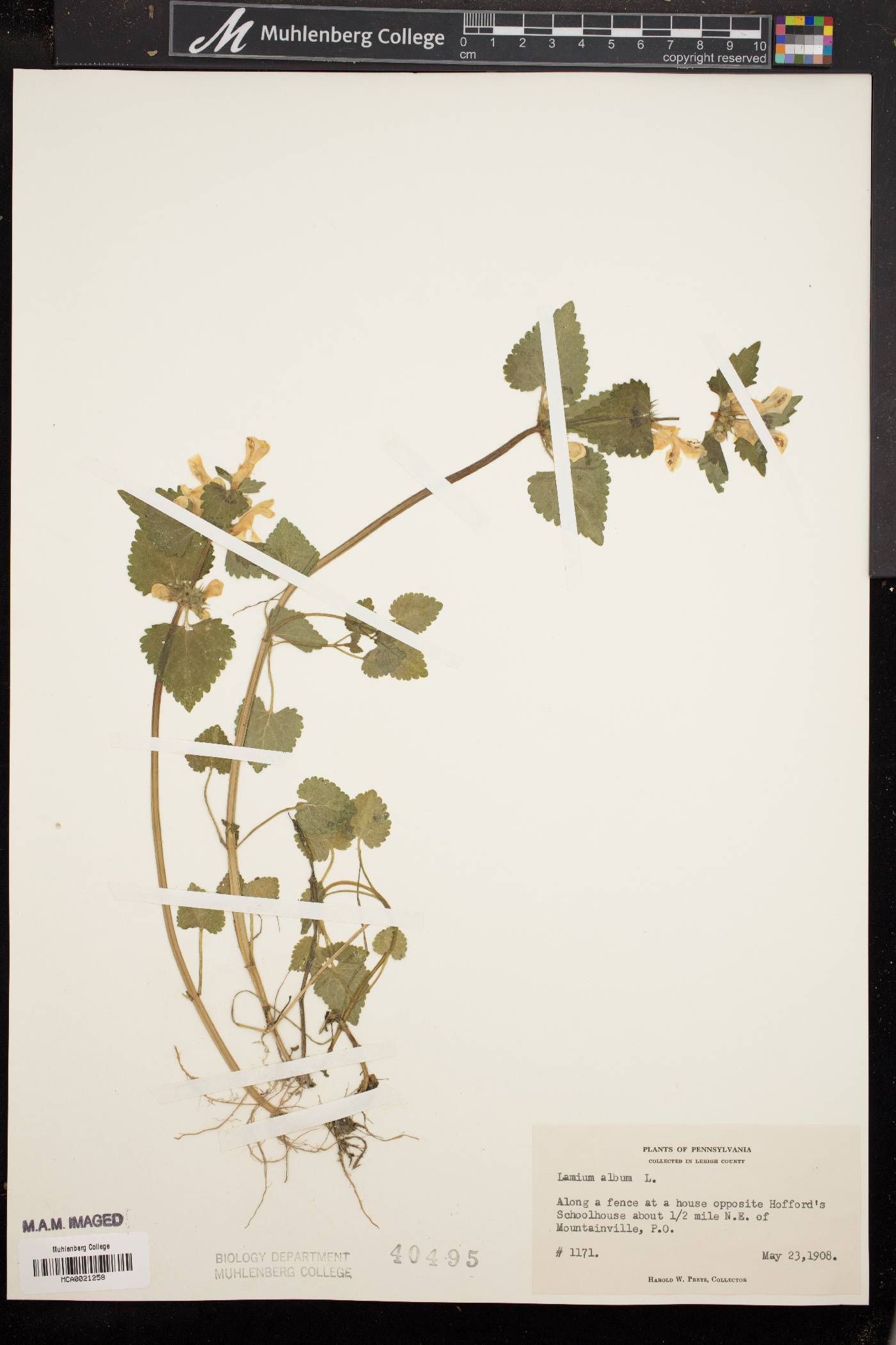 Lamium album image