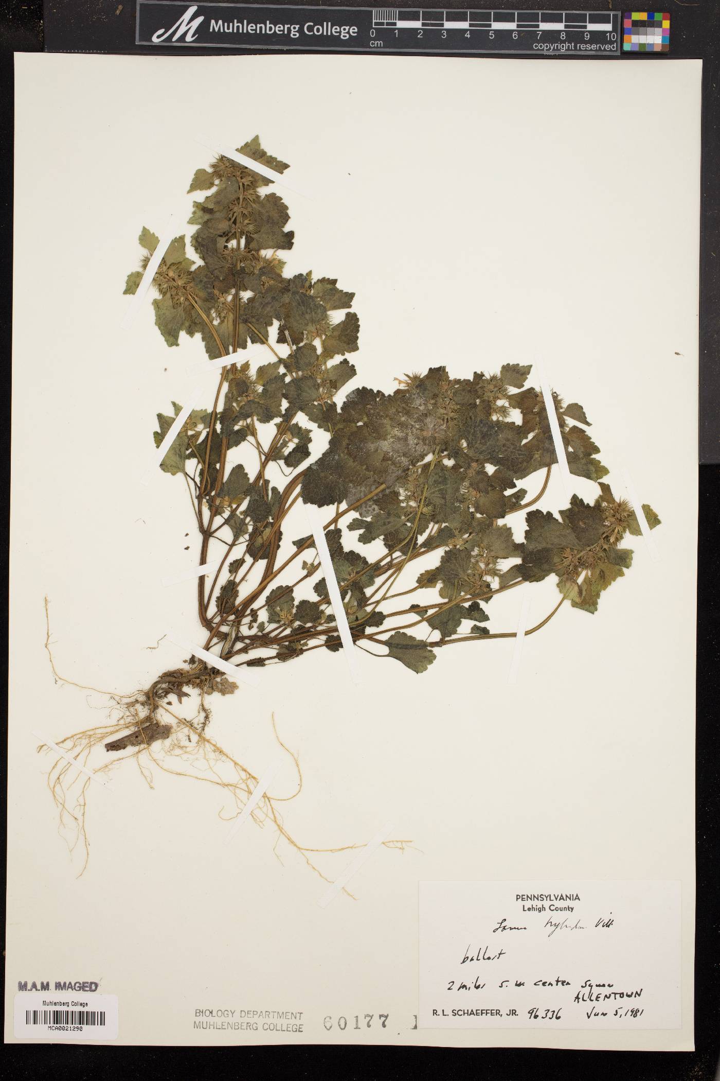 Lamium purpureum var. hybridum image