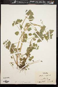 Lamium maculatum image