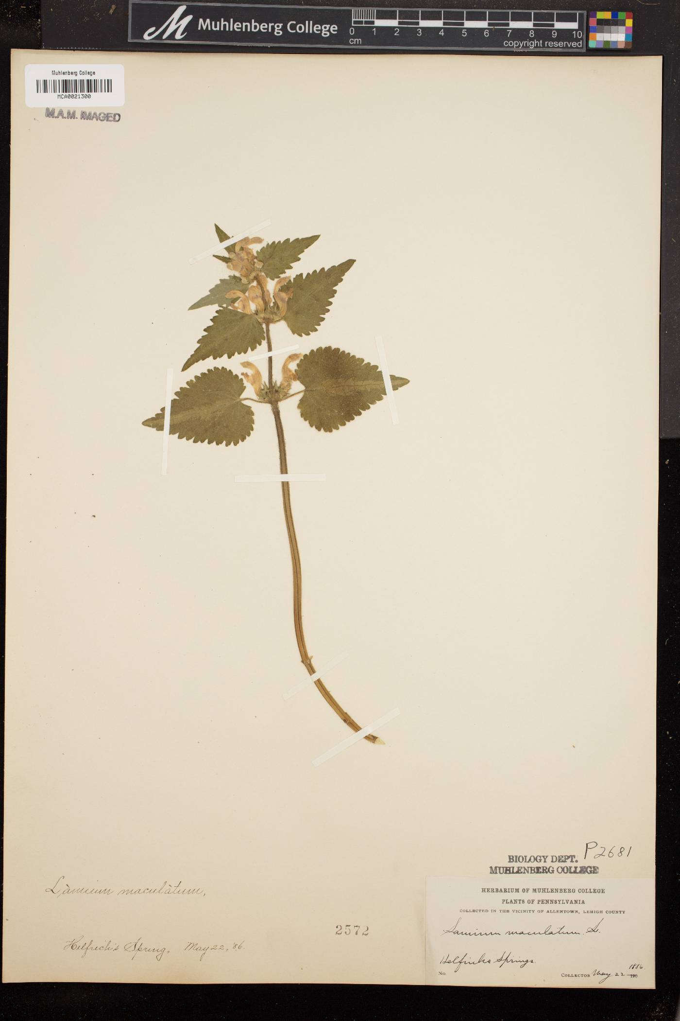 Lamium maculatum image