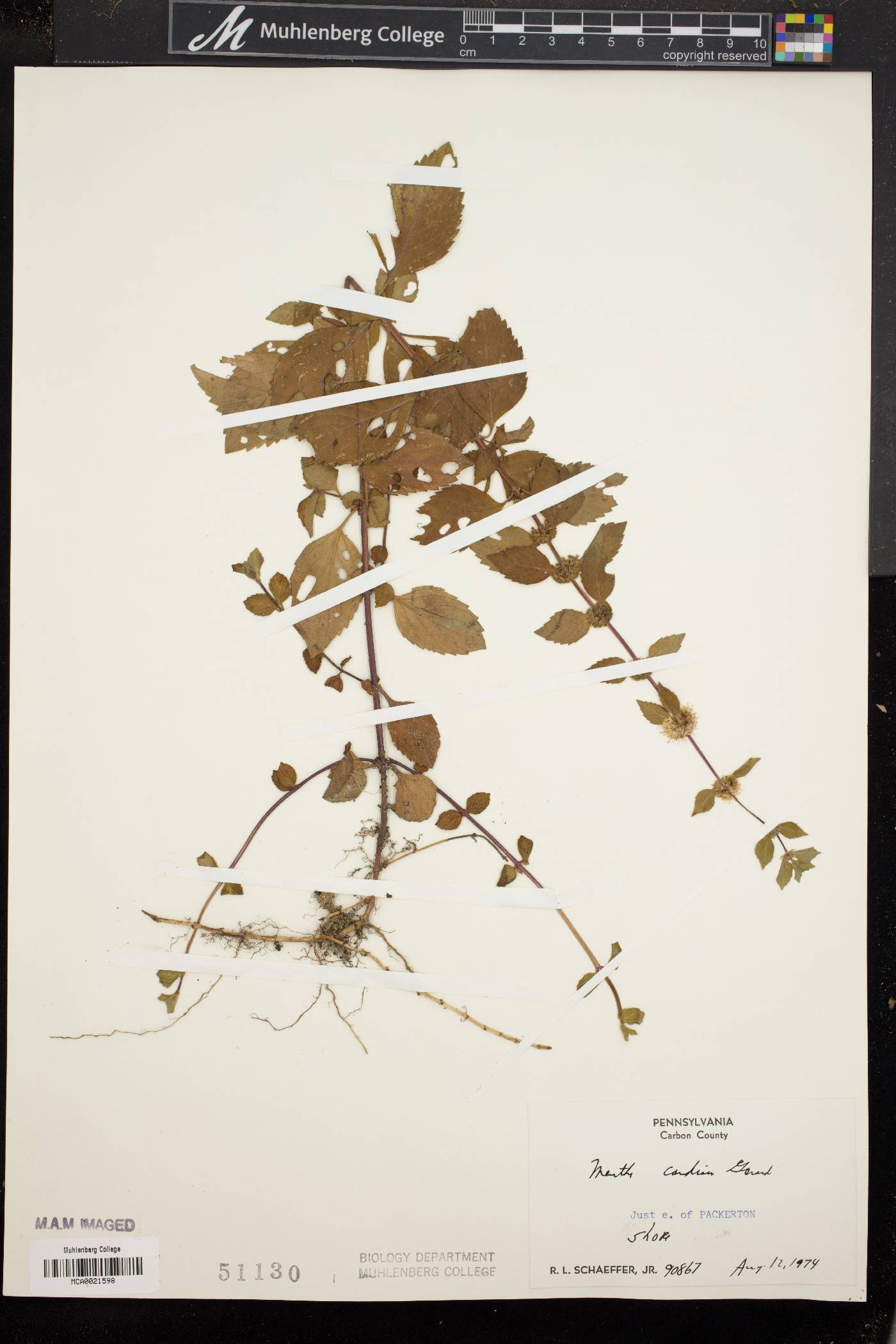 Mentha x gracilis image