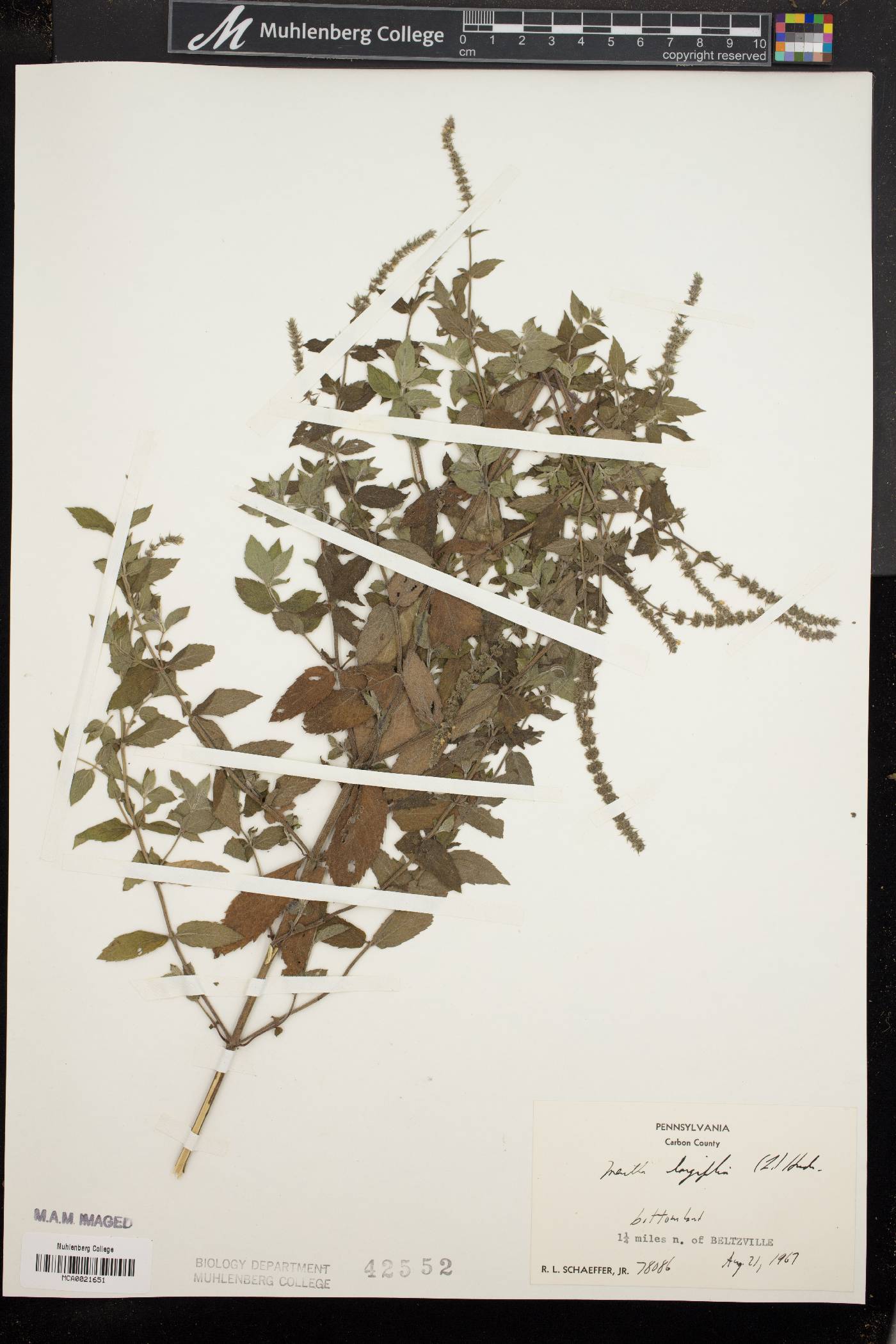 Mentha longifolia image