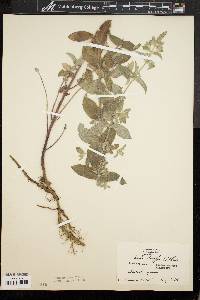 Mentha longifolia image