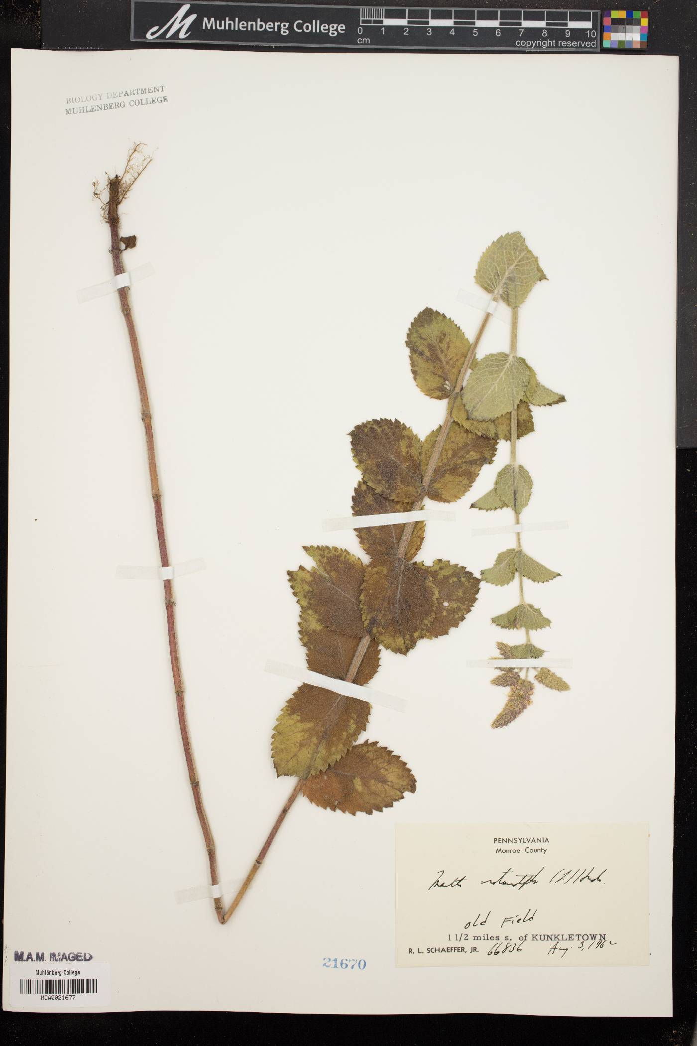 Mentha × rotundifolia image