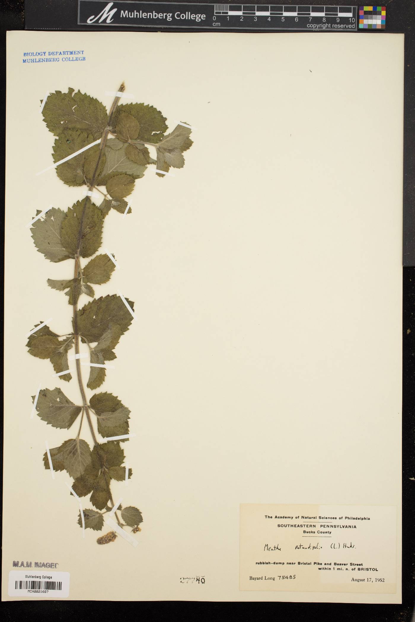 Mentha × rotundifolia image