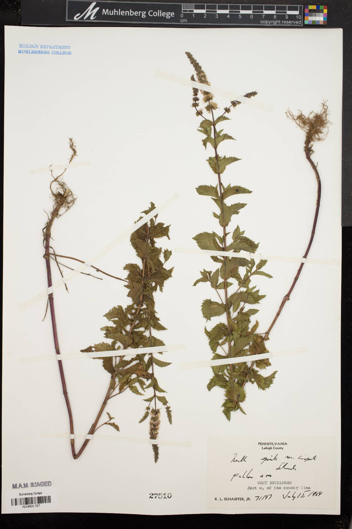 Mentha spicata var. crispata image