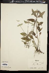 Pycnanthemum incanum image